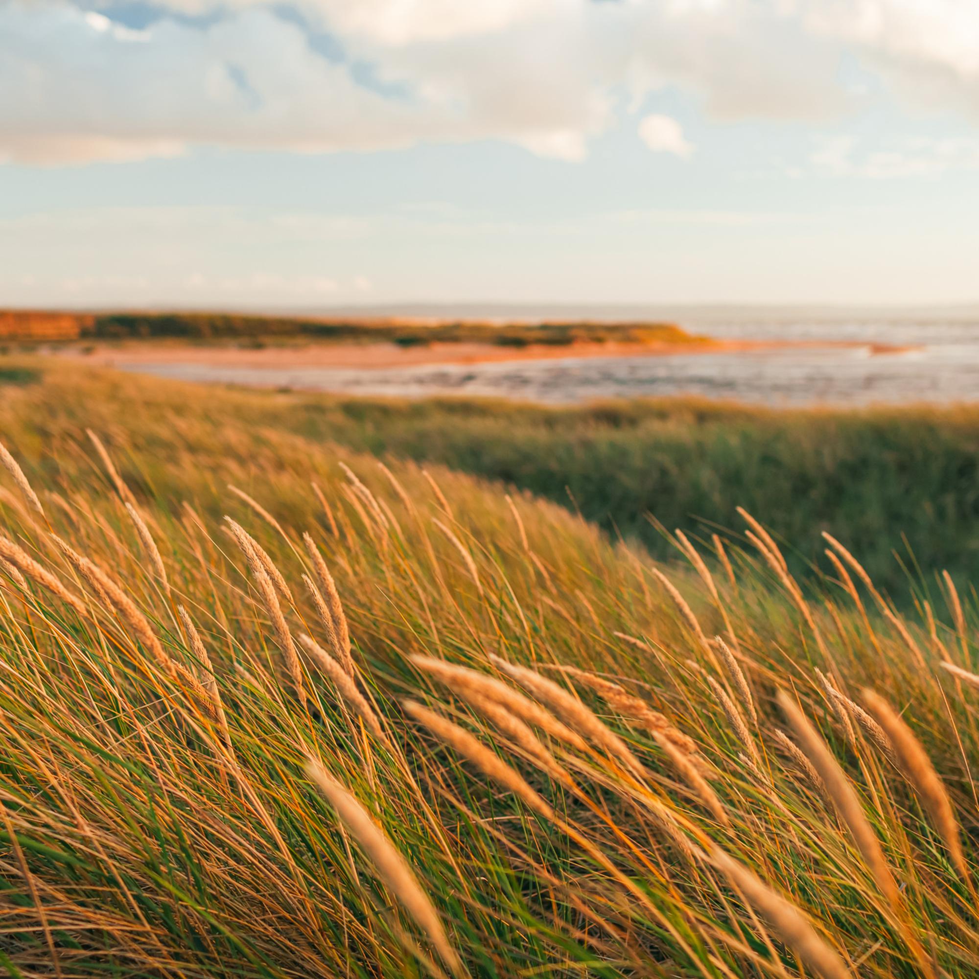 Vajande gräs på stranden.