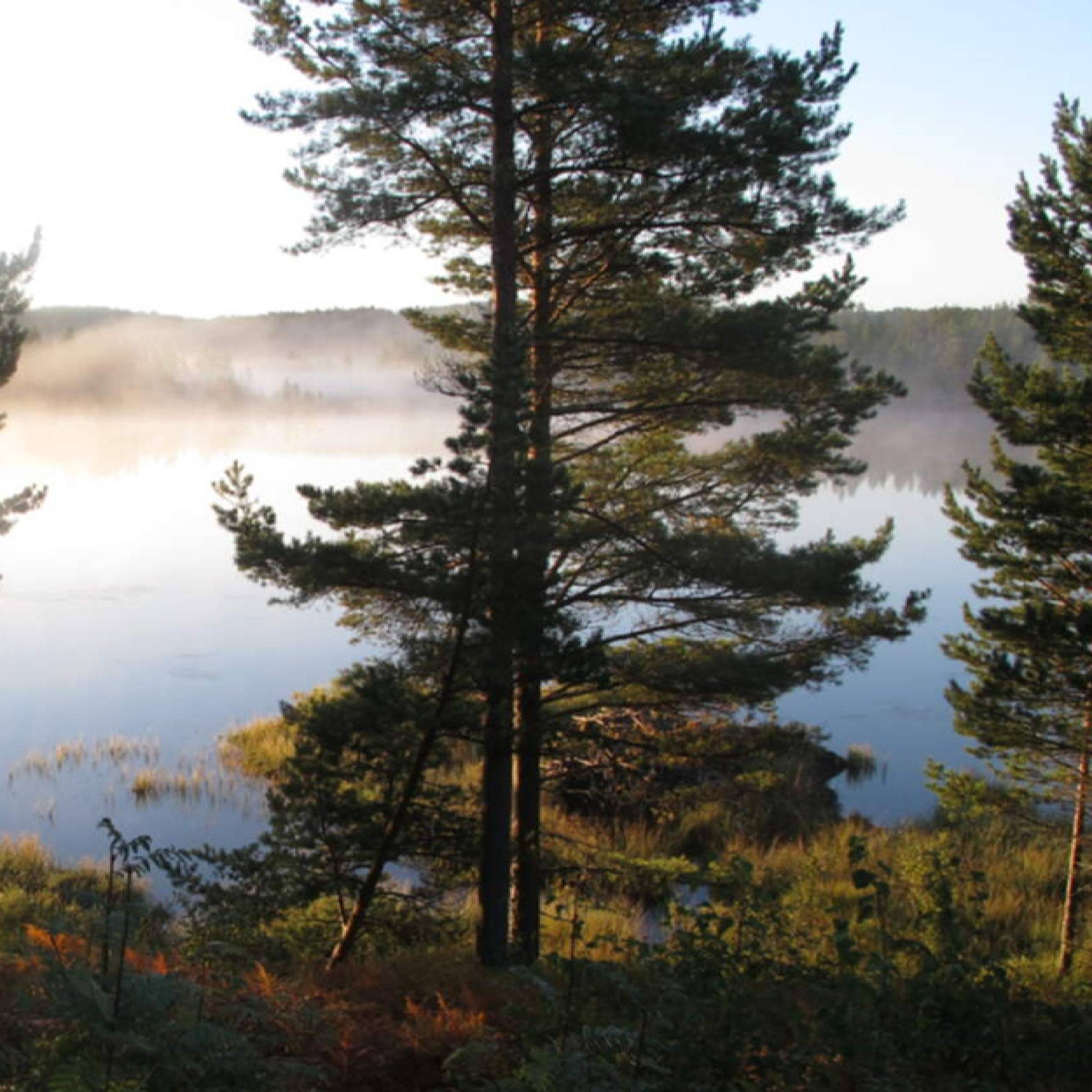 Sjönära skog i morgondis med tallar i förgrunden, reflekterande vatten och dimma över landskapet