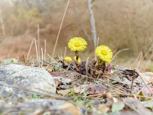 Gula tussilagoblommor växer på stenig mark i vårlandskap