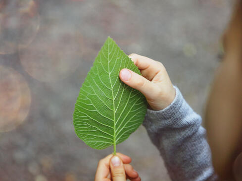 Ett barn håller i ett grönt löv med tydliga ådror