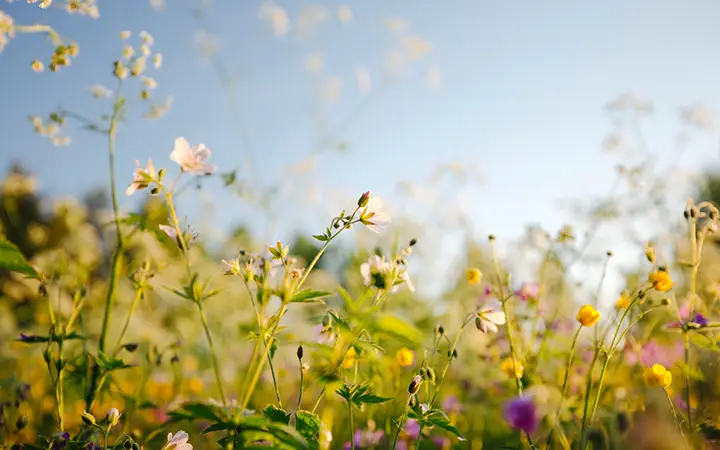 Våräng med vilda blommor i solljus