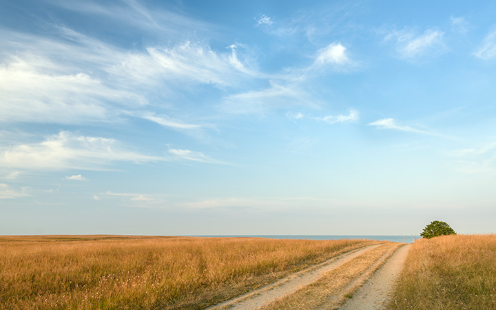Landskap med en grusväg genom ett fält av högt gräs under en klarblå himmel med moln