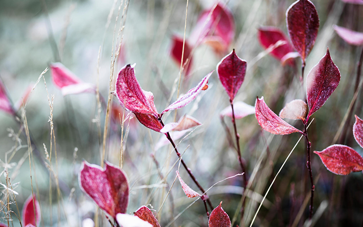 Röda höstlöv med frost på tunna grenar i en skogsmiljö
