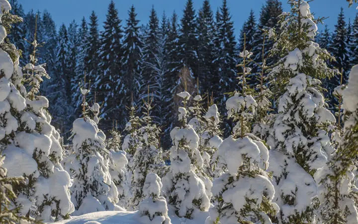 Snötäckt skog med täta granar i soligt vinterlandskap