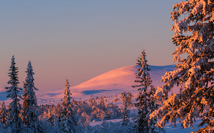 Vinterlandskap med snöklädda granar i solnedgång, fjäll i bakgrunden
