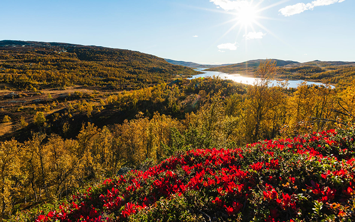 Solbelyst fjällandskap med höstfärgade träd och röda bär i förgrunden, med en glittrande sjö i bakgrunden under en klarblå himmel