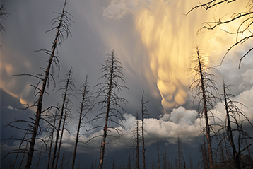 Molniga mammatusmoln och döda träd i en dramatisk himmel vid solnedgång